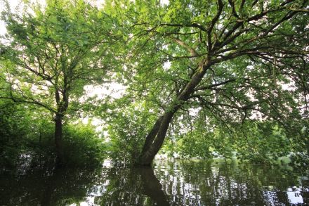 Der Hochrhein führt zurzeit Hochwasser. Dieser sonst so schöne Grillplatz bei Hemishofen SH hat sich in einen «helvetischen Amazonas» verwandelt. Bild: M. Stoll