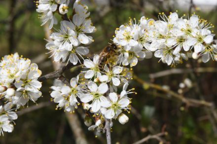 Blühender Schwarzdorn am 22. März (Foto Regula Gehrig)