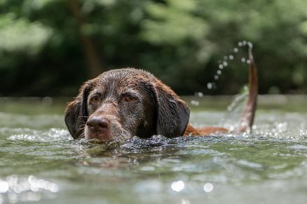 Wir befinden uns aktuell in der Phase der Hundstage. In der kommenden Woche werden auch auf der Alpennordseite verbreitet Temperaturen über 30 Grad erwartet. Da dürften sich wohl auch die Vierbeiner über eine Abkühlung freuen. (Quelle: pixabay.com)