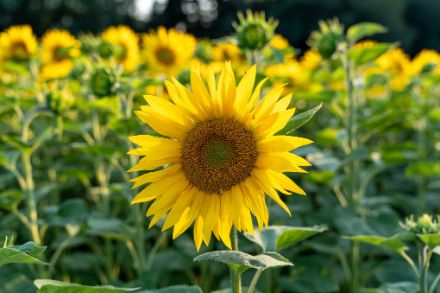 Die Sonnenblume – ein typisches Sujet des Hochsommers. Foto: Patrick Stierli