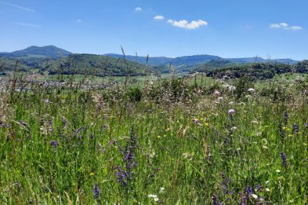 Blühende Wiese. Foto: Regula Gehrig