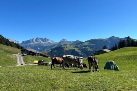 Auf einer Alp in Furna (GR) war es am 7. September 2024 noch sonnig und sommerlich. Bald müssen die Kühe ins Tal zum Überwintern. Quelle: Meteomeldungen/App