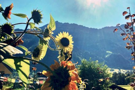 Diese Sonnenblumen in Frutigen werden vermutlich am Wetter der kommenden Woche weniger Freude haben. Quelle: Meteomeldungen/App
