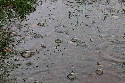 Überflutete Wiese nach starkem Regen. Foto: D. Gerstgrasser