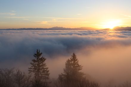 Morgenstimmung an der Nebelobergrenze am Freitagmorgen auf der Albis-Hochwacht auf rund 900 Metern. Foto: Daniel Gerstgrasser