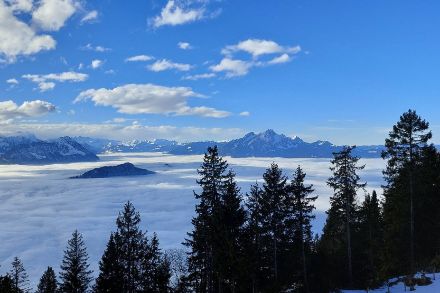 Berge mit Nebelmeer und blauem Himmel mit Tannen im Vordergrund.
