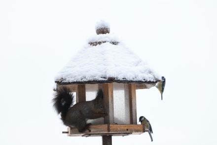 Eichhörnchen und zwei Kohlmeisen auf Futtersuche heute Vormittag in Sommentier (FR) bei winterlichen Verhältnissen. Foto: App/Meteomeldungen