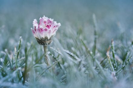 Diese Margerite hat eine frostige, windstille Nacht hinter sich und würde sich wahrscheinlich über einen wärmenden Wind freuen (Pixabay)
