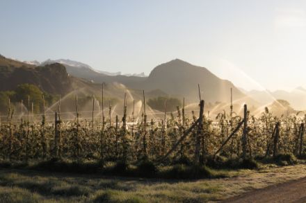 Frostschutzberegnung im Wallis am 4.April 2017 (Foto: Anick Haldimann)