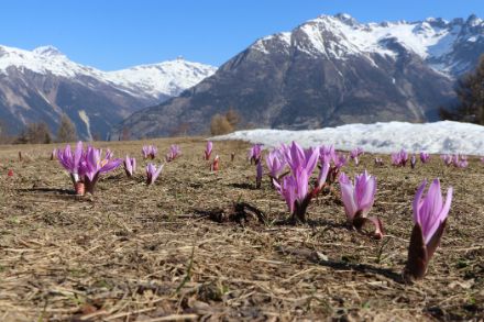 Rosarote Krokusse auf einer trockenen Alpwiese vor leicht verschneiten Bergen