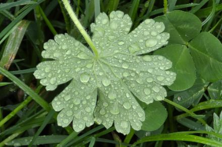 Blatt einer Pflanze mit vielen Regentropfen.