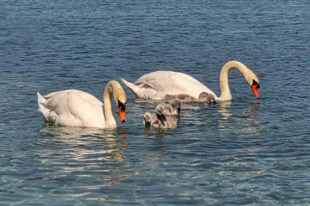 Familienbad am Bodensee in Berlingen