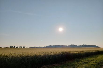 Weizenfeld bei Schüpfen. Quelle: Meteomeldungen/App  