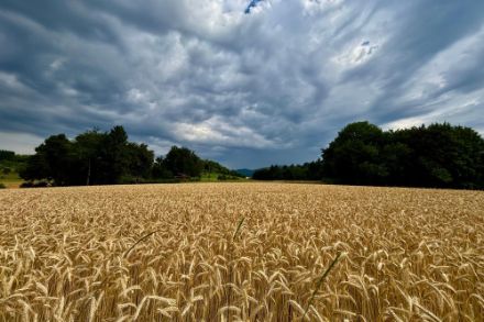 Weizenfeld mit dunklen Wolken darüber
