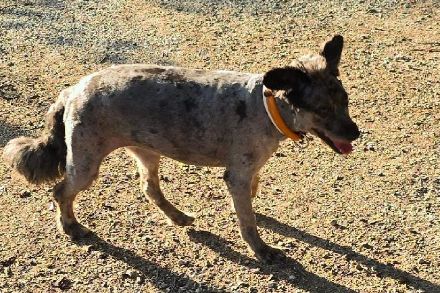 Ob die Hunde während den diesjährigen Hundstagen unter der Hitze leiden, bleibt abzuwarten. In den nächsten Tagen jedoch noch nicht danach aus.