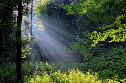 Sonnenstrahlen im Wald